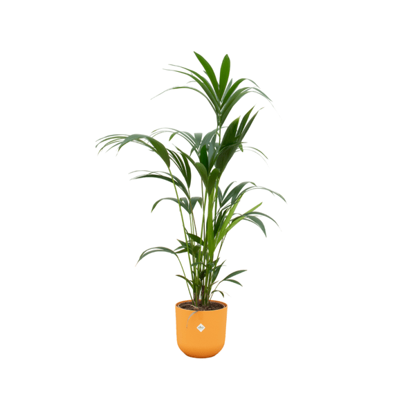 Kentia Palme – Forstersche Kentia – Zimmerpflanze – 160cm hoch – Ø26cm inkl. Jazz Topf Gelb – Elegante Palme für Innenräume – Plant