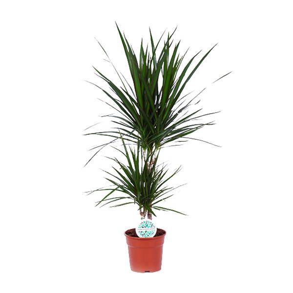 Drachenbaum Dracaena Marginata Zimmerpflanze Ø17cm ↕75cm – pflegeleichte Grünpflanze für Wohnzimmer, Büro & helle Standorte kaufen – Plant