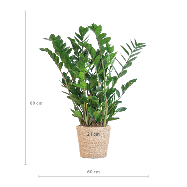 Zamioculcas Zamiifolia 80cm – Glücksfeder Zimmerpflanze Ø21cm – robuste & pflegeleichte Pflanze für Zuhause & Büro – inkl. handgeflochtenem Seegras – Plant
