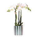 Phalaenopsis Orchidee Amabilis Weiß – Zimmerpflanze Ø9cm – inkl. Painted Stripe Topf Grün – Elegante Orchidee mit 2-3 Blütenstielen – Plant