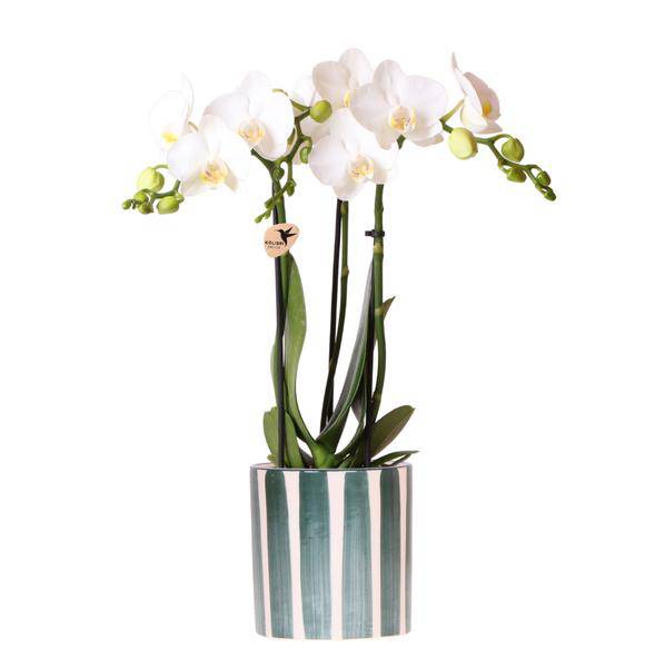 Phalaenopsis Orchidee Amabilis Weiß – Zimmerpflanze Ø9cm – inkl. Painted Stripe Topf Grün – Elegante Orchidee mit 2-3 Blütenstielen – Plant