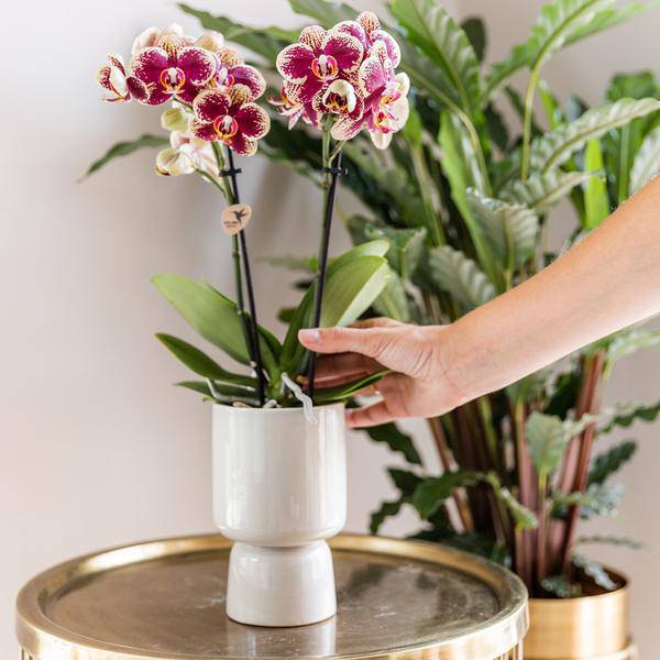 Überraschungsbox Orchideen Ø9cm – pflegeleichtes Pflanzen Set für Urban Jungle, Fensterbank, Wohnzimmer & Büro – Plant