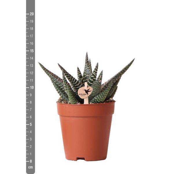 Sukkulente Haworthia Royal Highness – Grüne & Weiße Zimmerpflanze – Ø9cm – Pflegeleicht & Robust – Ideal für helle Standorte – Plant