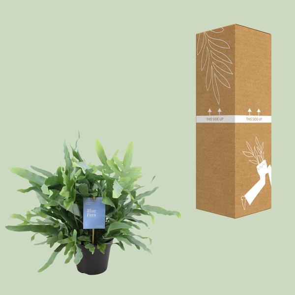 Blaufarn Phlebodium Blauer Farn Zimmerpflanze Ø14cm ↕40cm – pflegeleichte Grünpflanze für Wohnzimmer, Büro & helle Standorte kaufen – Plant