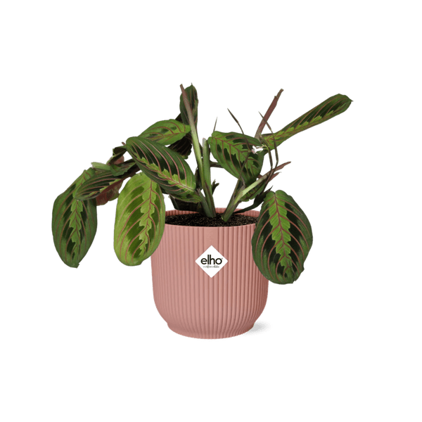 Pfeilwurz Maranta Leuconeura Fascinator Tricolor Zimmerpflanze Ø14cm ↕25cm mit dekorativem Übertopf – pflegeleichte Grünpflanze für Wohnzimmer – Plant