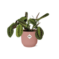 Pfeilwurz Maranta Leuconeura Fascinator Tricolor Zimmerpflanze Ø14cm ↕25cm mit dekorativem Übertopf – pflegeleichte Grünpflanze für Wohnzimmer – Plant