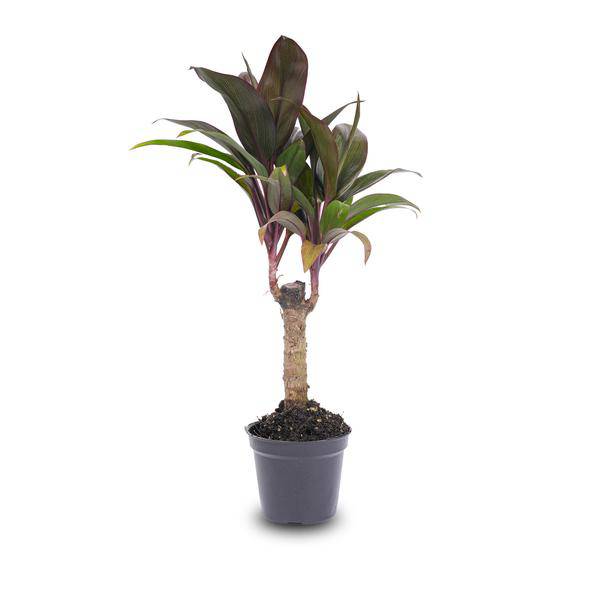 Mini – Palme Cordyline fruticosa Purple Compacta – Terrarienpflanze – Ø6cm – Kompakte Keulenlilie mit violettem Laub – Pflegeleicht & dekorativ – Plant