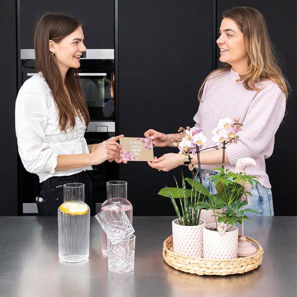 Dekorative Schale Zimmerpflanze Ø30cm – pflegeleichte Grünpflanze für Wohnzimmer, Büro & helle Standorte kaufen – Plant
