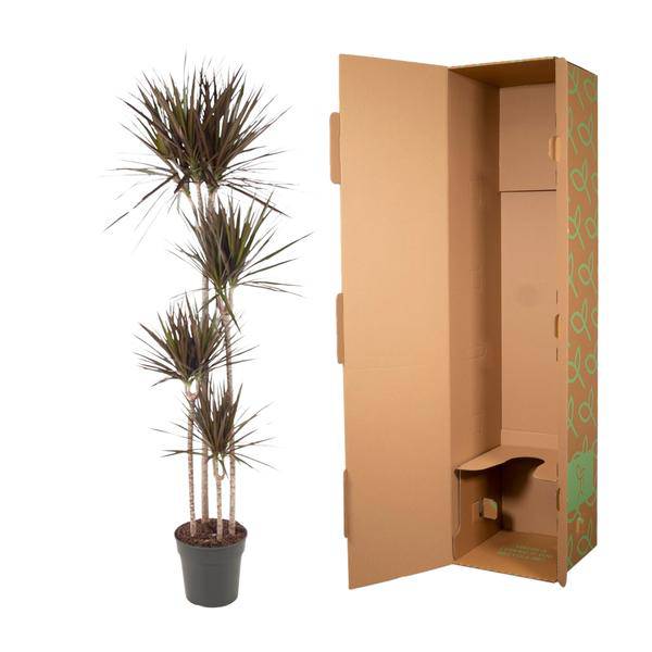 Drachenbaum – Dracaena Magenta 180cm – Ø27cm – Zimmerpflanze mit grünen Blättern & magentafarbenem Rand – Pflegeleicht – Plant