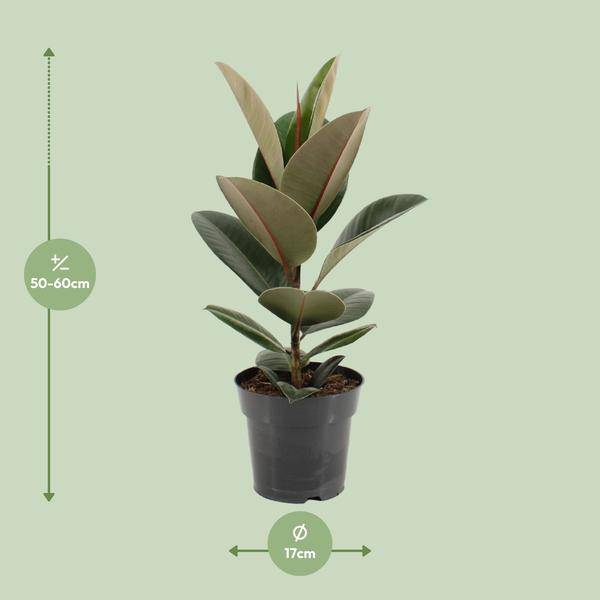 Gummibaum Ficus Elastica Robusta – Ø17cm – ↕55cm – Pflegeleichte Zimmerpflanze mit großen, glänzenden Blättern – Plant