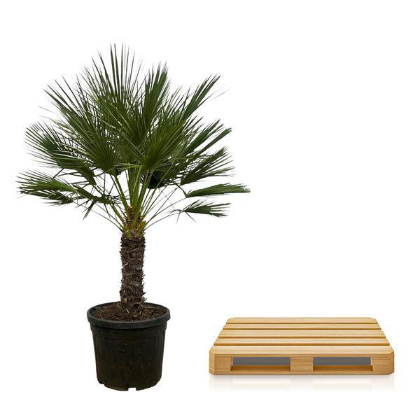 Chamaerops Humilis auf Stiel – Zwergpalme – Fächerpalme – Mediterrane Zimmer – und Kübelpflanze – Ø45cm – ↕150cm