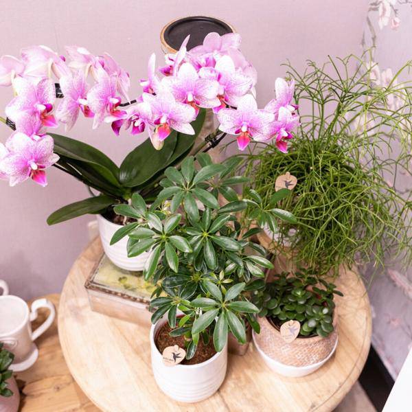 Phalaenopsis Orchidee – Rosa Mineral Rotterdam – Ø9cm – Blühende Zimmerpflanze – 2-3 Zweige – Pflegeleicht & dekorativ – Für Wohnzimmer, Büro & Bad – Plant
