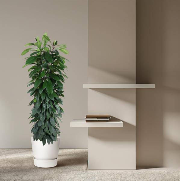 Gummibaum Zimmerpflanze Ø29cm ↕150cm – pflegeleichte Grünpflanze für Wohnzimmer, Büro & helle Standorte kaufen – Plant