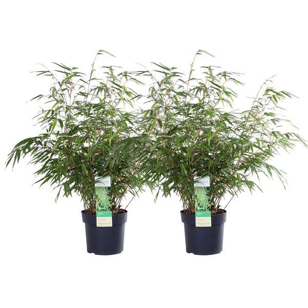 Schirmbambus Fargesia rufa – 2er – Set – ca. 60cm hoch Ø19cm – Immergrüner, horstbildender Bambus – Winterhart & nicht wuchernd – Plant