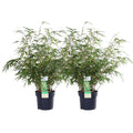 Schirmbambus Fargesia rufa – 2er – Set – ca. 60cm hoch Ø19cm – Immergrüner, horstbildender Bambus – Winterhart & nicht wuchernd – Plant
