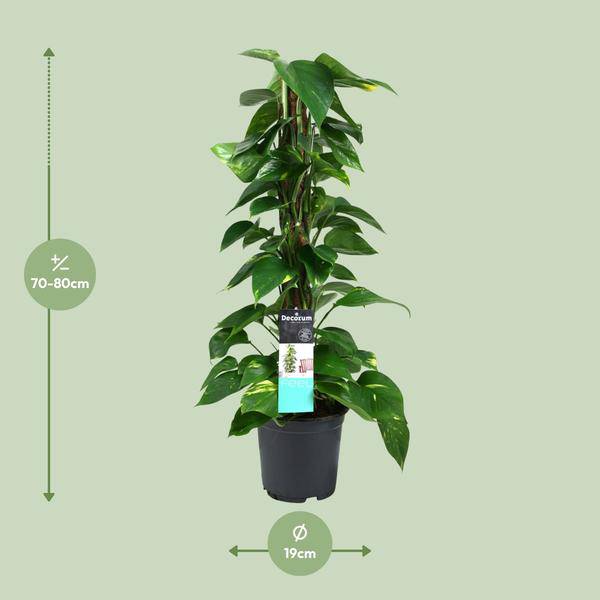 Efeutute Scindapsus Epipremnum – Ø19cm – ↕80cm – Pflegeleichte Rankpflanze & luftreinigende Zimmerpflanze – Plant