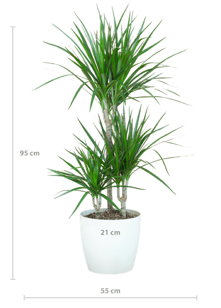 Dracaena Marginata – Drachenbaum – Zimmerpflanze – ca. 95cm hoch – Ø21cm – inkl. nachhaltigem Viber Übertopf Weiß – Plant