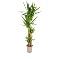 Riesen – Palmlilie Yucca Elephantipes Zimmerpflanze Ø27cm ↕160cm – pflegeleichte Grünpflanze für Wohnzimmer, Büro & helle Standorte kaufen – Plant