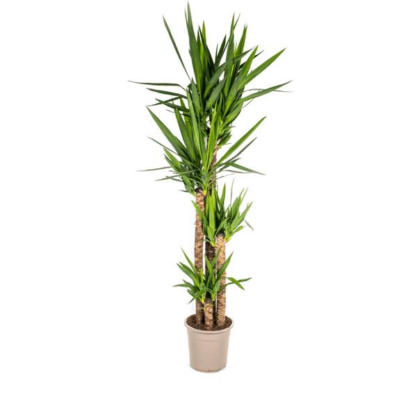 Riesen – Palmlilie Yucca Elephantipes Zimmerpflanze Ø27cm ↕160cm – pflegeleichte Grünpflanze für Wohnzimmer, Büro & helle Standorte kaufen – Plant