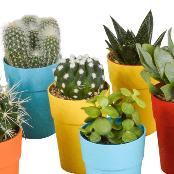 Sukkulenten & Kakteen Mix 15 Pflanzen Ø5,5cm – pflegeleichtes Pflanzen Set für Urban Jungle, Fensterbank, Wohnzimmer & Büro – Plant