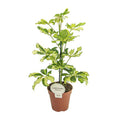 Strahlenaralie Schefflera Charlotte Zimmerpflanze Ø13cm ↕45cm – pflegeleichte Grünpflanze für Wohnzimmer, Büro & helle Standorte kaufen – Plant