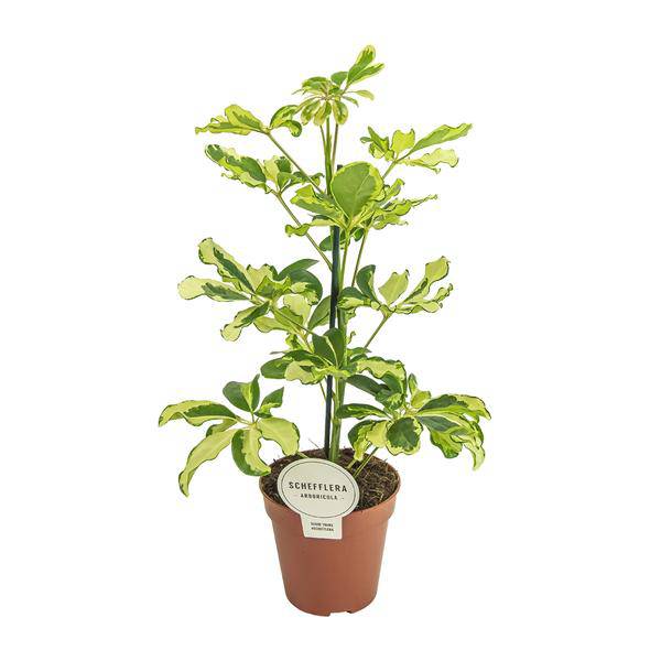 Strahlenaralie Schefflera Charlotte Zimmerpflanze Ø13cm ↕45cm – pflegeleichte Grünpflanze für Wohnzimmer, Büro & helle Standorte kaufen – Plant