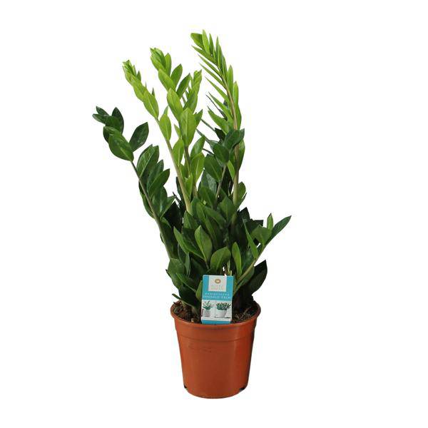 Glücksfeder Zamioculcas Zamiifolia Zimmerpflanze Ø17cm ↕65cm – pflegeleichte Grünpflanze für Wohnzimmer, Büro & helle Standorte kaufen – Plant