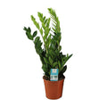 Glücksfeder Zamioculcas Zamiifolia Zimmerpflanze Ø17cm ↕65cm – pflegeleichte Grünpflanze für Wohnzimmer, Büro & helle Standorte kaufen – Plant