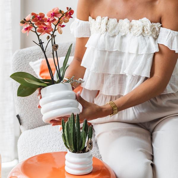 Phalaenopsis Orchidee Mineral Bolzano Orange – Zimmerpflanze mit 2-3 Zweigen – Inklusive Bubble Keramiktopf Weiß Ø9cm – Plant