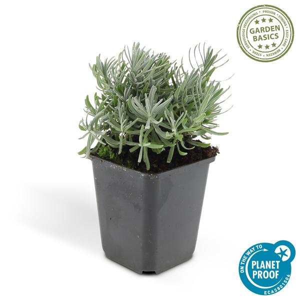 Lavender Lavandula 'Hidcote' – Reich blühender Lavendel – ↕10-25cm – Ø9cm – pflegeleicht & sonnig – Plant