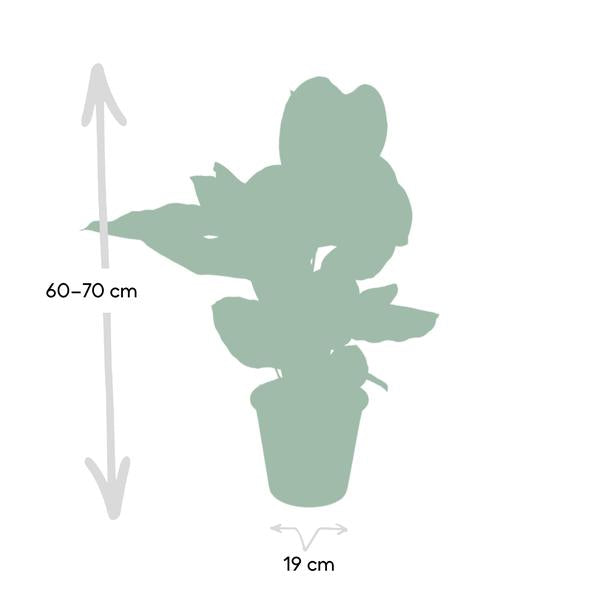 Calathea Ornata Korbmarante – Zimmerpflanze – Ø19cm ↕75cm – Dunkelgrüne Blätter mit rosa Streifen – Tropische Pflanze für Wohnräume – Plant