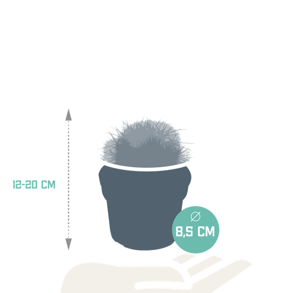 Kaktus Bolcactus Mix – 3 Pflanzen – Ø8,5cm Zimmerpflanzen – Verschiedene Kugelkakteen – Pflegeleichte Sukkulenten für Fensterbank, Büro & Wohnzimmer – Plant