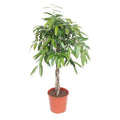 Ficus Amstel King – Schmalblättriger Gummibaum – 140cm hoch – Ø30cm – Zimmerpflanze mit geflochtenem Stamm – Pflegeleicht & luftreinigend – Plant