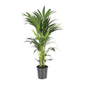 Kentiapalme Howea Forsteriana – Ø21cm – ↕100cm – Pflegeleichte Zimmerpalme mit luftreinigend – Plant