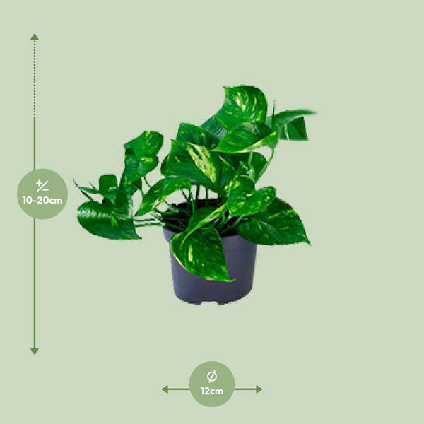 Efeutute – Epipremnum aureum – Ø12cm x H20cm – Schnelle & pflegeleichte Zimmerpflanze – Kletter – oder Hängepflanze – Luftreinigend – Im Pflanztopf – Plant