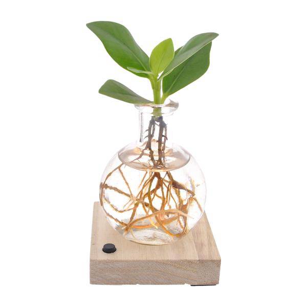 Clusia In Samoa LED – Autogramm – Baum – Ø5cm – Höhe ca. 10cm – Pflegeleichte Zimmerpflanze – Tropische Mini – Pflanze für Innenräume & Geschenkidee – Plant