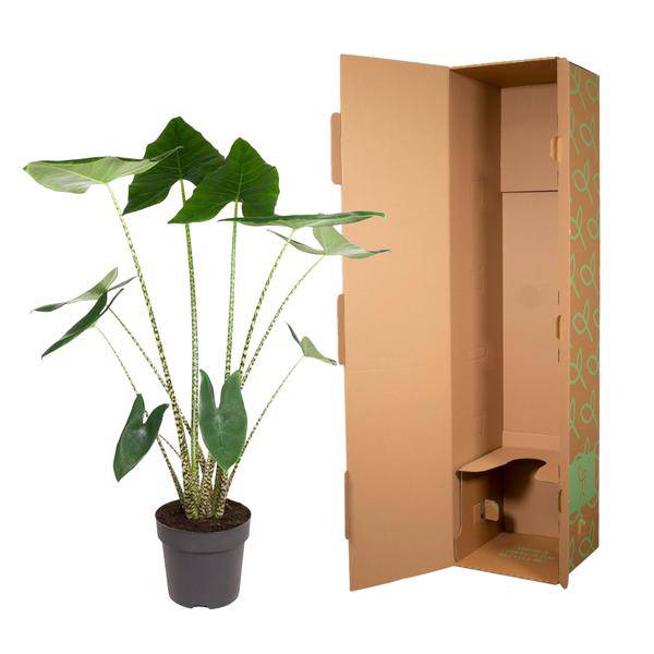 Tiger – Pfeilblatt Alocasia Zebrina Zimmerpflanze Ø32cm ↕130cm – pflegeleichte Grünpflanze für Wohnzimmer, Büro & helle Standorte kaufen – Plant