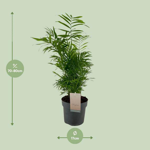 Mexikanische Bergpalme Chamaedorea Elegans – Ø17cm – ↕50cm – Pflegeleichte Zimmerpalme mit luftreinigend – Plant