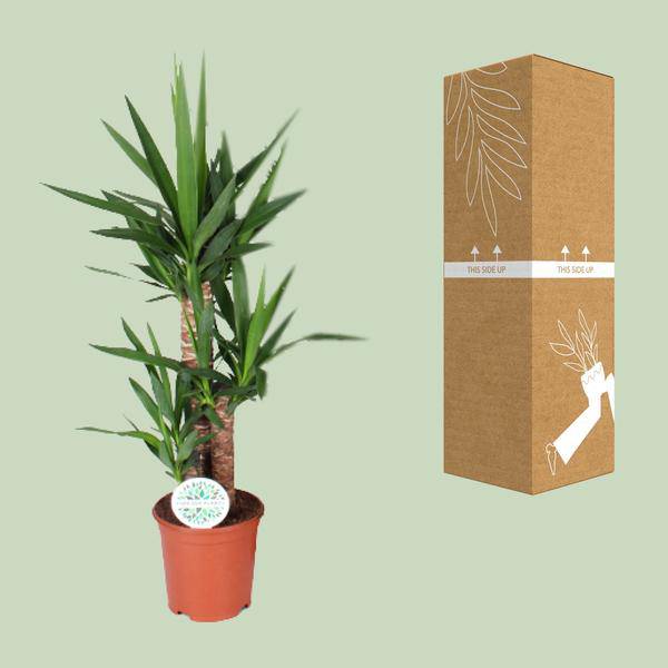 Palmlilie – Yucca – Zimmerpflanze – Ø21cm – ca. 90cm hoch – pflegeleichte Grünpflanze für Wohnzimmer Büro Flur – Plant