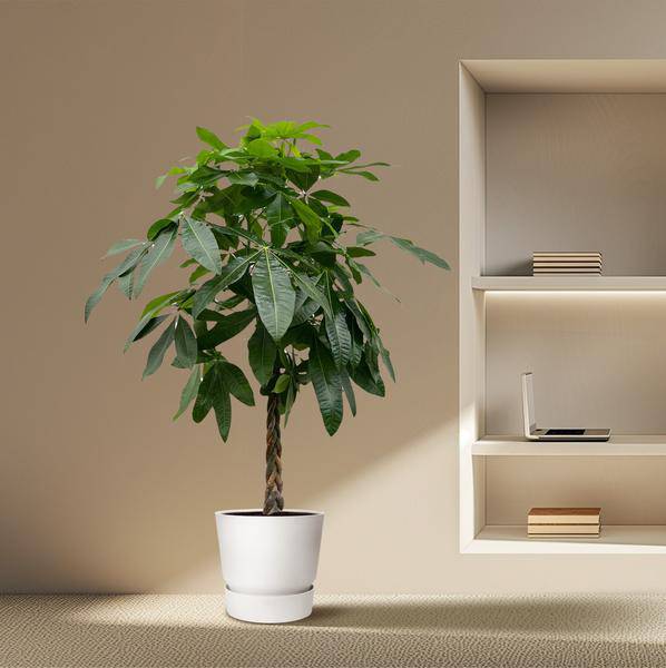 Glückskastanie – Pachira Aquatica – 150cm hoch – Ø27cm – Geldbaum als Zimmerpflanze – Luftreinigend & pflegeleicht – Ideal für Zimmer & Büro – Plant