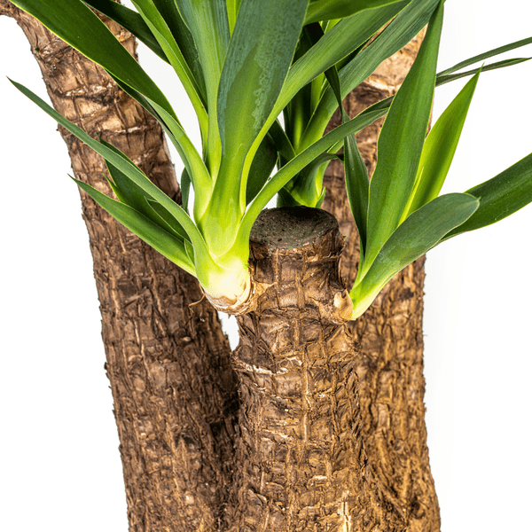 Riesen – Palmlilie – Yucca Elephantipes – Zimmerpflanze – Ø24cm – ↕90-100cm – Pflegeleicht & robust – Luftreinigend – Plant