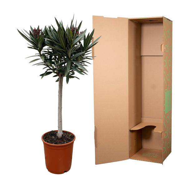 Rosenlorbeer Gartenpflanze Ø22cm ↕90cm – Pflanze für Garten, Balkon, Terrasse, Kübel & Beet online kaufen – Plant