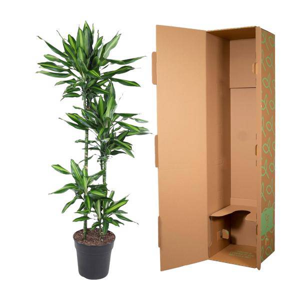 Drachenbaum Zimmerpflanze Ø27cm ↕150cm – pflegeleichte Grünpflanze für Wohnzimmer, Büro & helle Standorte kaufen – Plant