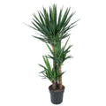 Yucca Elephantipes – Riesen – Palmlilie – Zimmerpflanze – Ø27cm – ↕140cm – Pflegeleicht & Robust – Für Innen & Außen – Plant