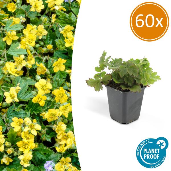 Waldsteinie – Waldsteinia ternata – ↕10-25cm – Ø9cm – 60 Pflanzen – Robuste Bodendeckerpflanze mit gelben Blüten – Sonnig & Halbschattig – Plant