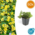 Waldsteinie – Waldsteinia ternata – ↕10-25cm – Ø9cm – 60 Pflanzen – Robuste Bodendeckerpflanze mit gelben Blüten – Sonnig & Halbschattig – Plant