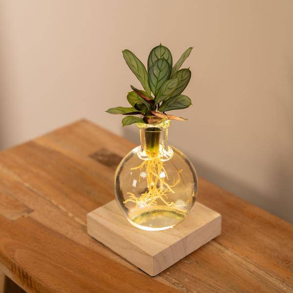 Calathea Hydroponie – Mischung im Samoa Glas mit LED Beleuchtung Zimmerpflanze Ø12cm ↕10cm – pflegeleichte Grünpflanze für Wohnzimmer, Büro – Plant