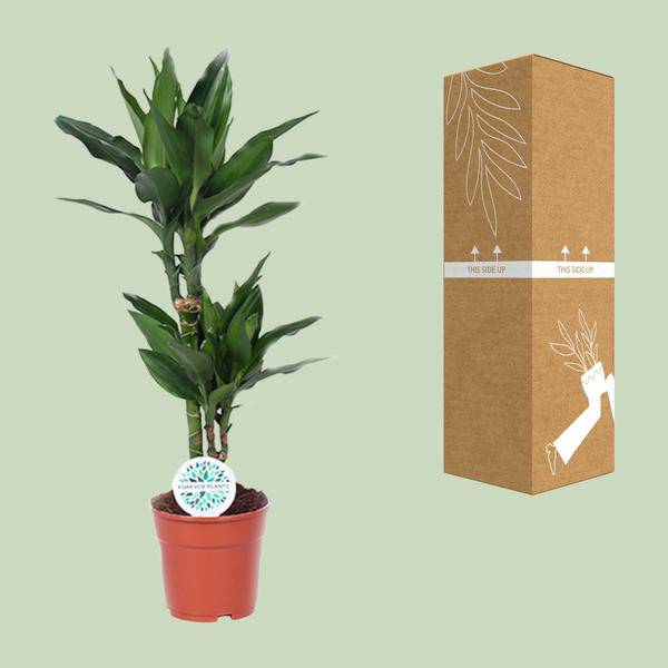 Drachenbaum Dracaena Janet Lind Zimmerpflanze Ø17cm ↕70cm – pflegeleichte Grünpflanze für Wohnzimmer, Büro & helle Standorte kaufen – Plant