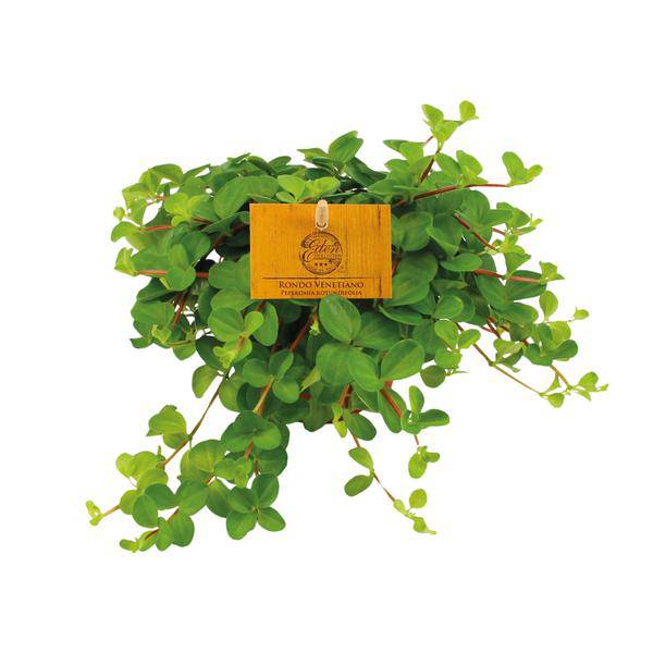 Zwergpfeffer Peperomia Rotundifolia – Zimmerpflanze – Ø11cm ↕15cm – Kompakte & pflegeleichte Grünpflanze – Blattschmuckpflanze für Zuhause & Büro – Plant