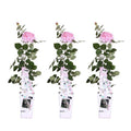 Kletterrose Rose Crazy in Love 'Pink' Zimmerpflanze Ø15cm ↕65cm – pflegeleichte Grünpflanze für Wohnzimmer, Büro & helle Standorte kaufen – Plant
